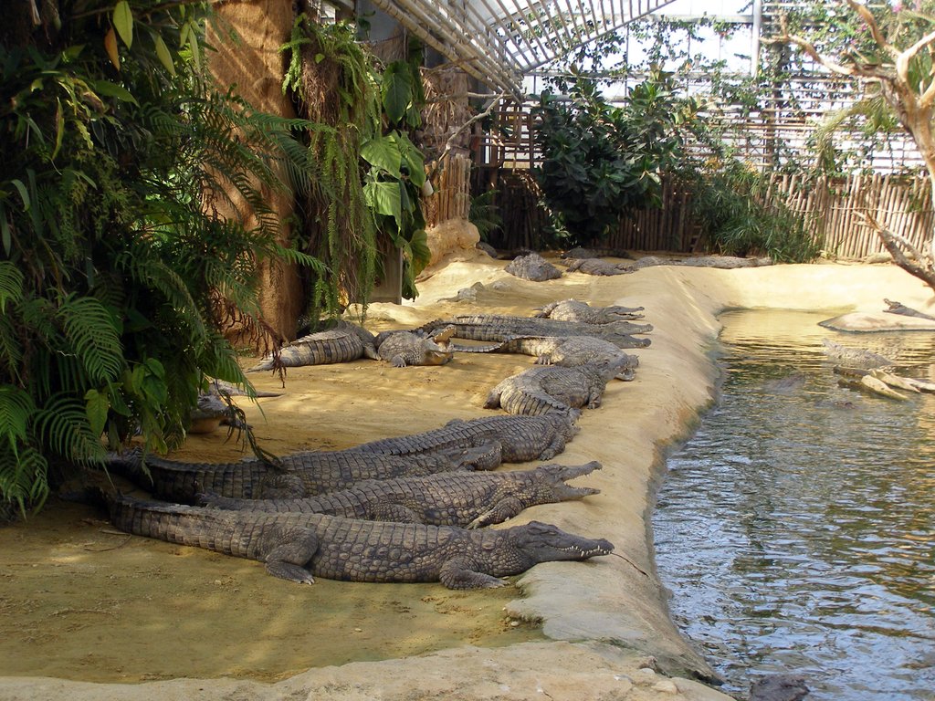 La Ferme aux Crocodiles