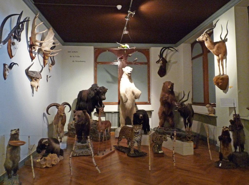 Musée zoologique de Strasbourg