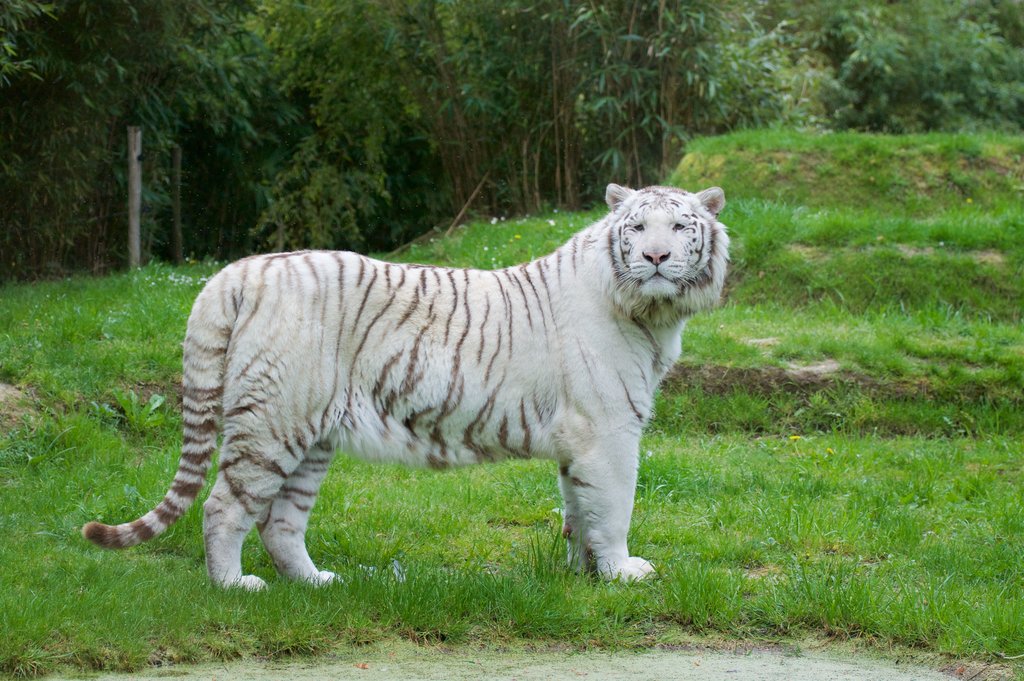 Tigre blanc mâle du zoo de la flèche