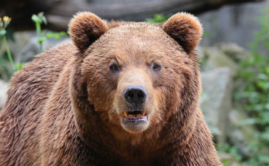 Ours brun, Ursus arctos