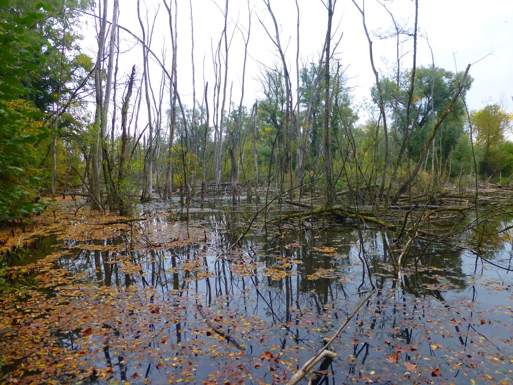 Réserve naturelle nationale de la petite Camargue alsacienne