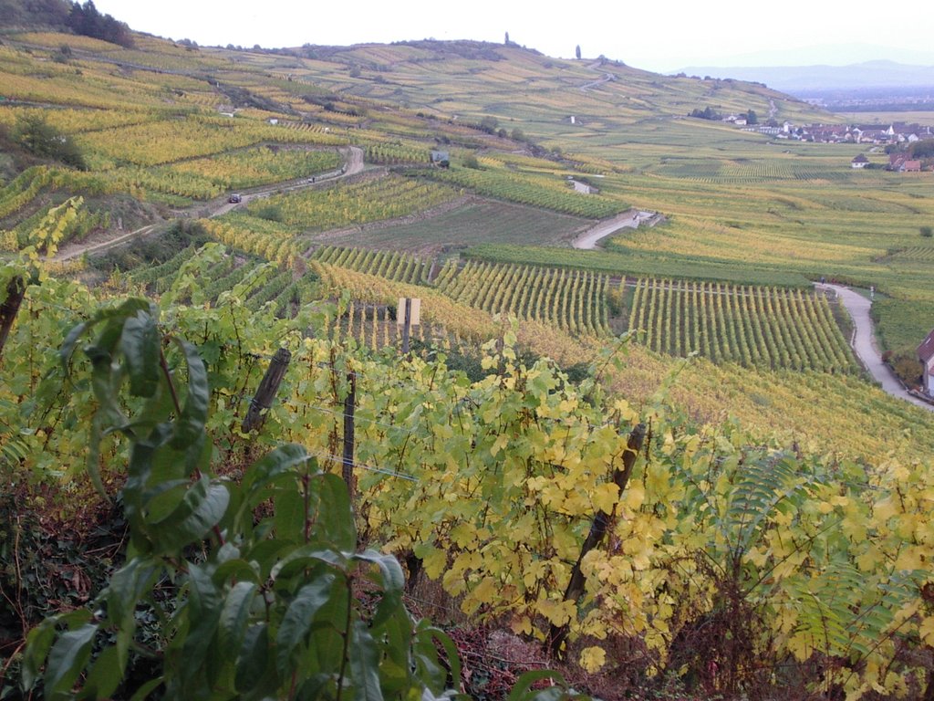 Vignoble vu depuis Kaisersberg