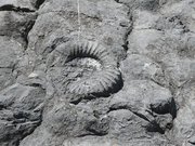 Dalle à ammonites