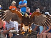 La volerie des aigles au château de Kintzheim
