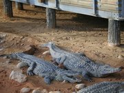 La Ferme aux Crocodiles Par davric (Travail personnel) [Public domain], via Wikimedia Commons