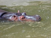 Tête d'hippopotame