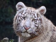 Tigre blanc
