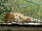 Jaguar amnéville