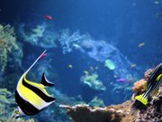 Aquariums de Biarritz