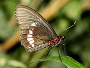 Papilionidae - Naturospace Honfleur