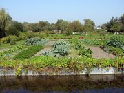 Hortillonnages d'Amiens Jardins maraîchers