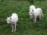 Loups arctiques (Canis lupus arctos)