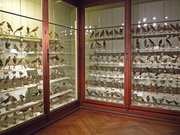 Musée zoologique de Strasbourg-Ornithologie (1)