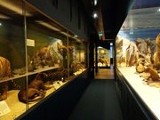 Strasbourg Musée zoologique