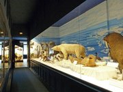 Musée zoologique de Strasbourg-Mondes polaires