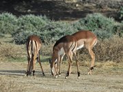 La Réserve Africaine de Sigean