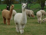 Les Lamas du Tilloux
