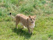 ParcAuxois-Panthera Leo Bleyenberghi