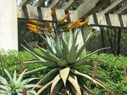 Domaine du Rayol - Aloe marlothii