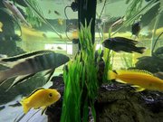 L'aquarium de Mama Works (Lyon) en mars 2023