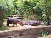 Hippopotames - Zoo de la Flèche