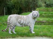 Zoo de La Flèche
