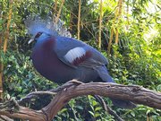 Goura de Victoria - Zoo de la Flèche