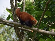 Parc animalier et botanique de Branféré panda roux