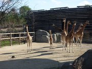 Giraffe @ Parc Zoologique de Paris (Zoo) 