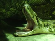 Python molurus - menagerie zoo du jardin des plantes