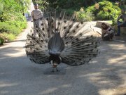 Peacock in the Parc Floral de Paris