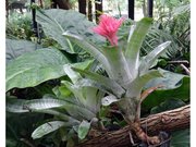 Aechmea fasciata Parc floral de Paris