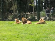 Lions (Panthera leo) au zoo de La Bourbansais