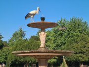 Cigogne au Parc de l'Orangerie