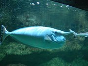 Aquarium Tropical de la Porte Dorée