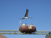Cigoland - Le monorail de cigogne (Kintzheim)