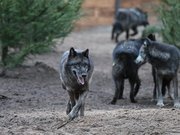 Loups - Zoo Labenne