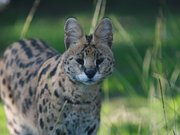 Serval - Zoo Labenne