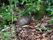 Terrapene carolina triunguis A Cupulatta