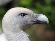 Vautour fauve (Gyps fulvus)