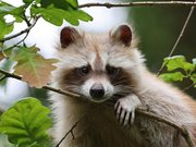Raton laveur commun (Procyon lotor)