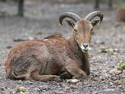 Mouflon à manchettes (Ammotragus lervia)