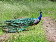 Indian Peafowl, Domaine de Pescheray