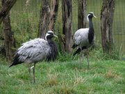 Grues demoiselles (Grus virgo)
