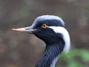 Grue demoiselle, Grus virgo
