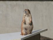 Marmotte au parc animalier de Pradinas