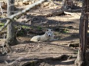 Parc Animalier d'Auvergne