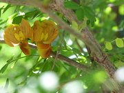 Fleurs Colutea orientalis