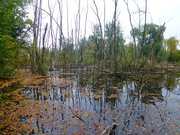 La Petite Camargue Alsacienne