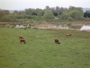 Petite Camargue-Vaches Highland